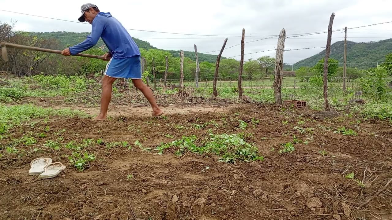 A Todo Vapor! Limpeza da Roça Continua no Sertão | Vida Real no Campo