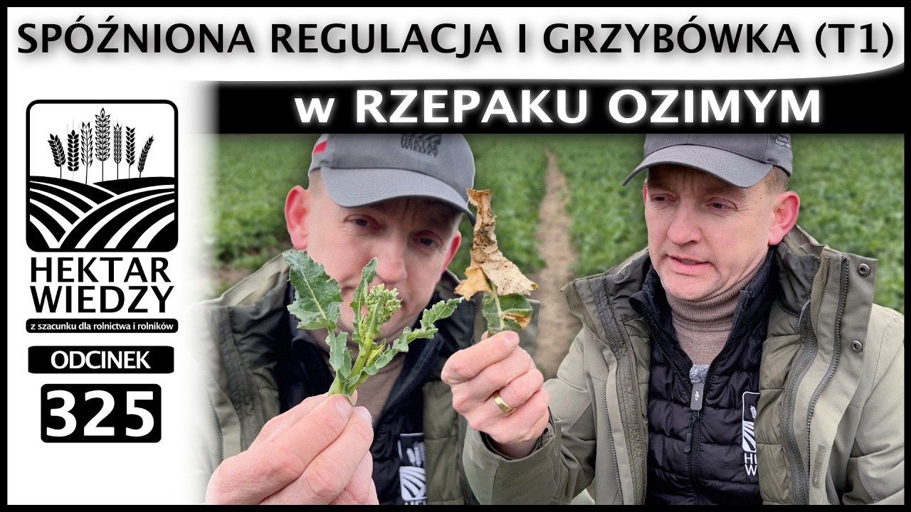 A GDYBY TAK... | SP&Oacute;ŹNIONA REGULACJA I GRZYB&Oacute;WKA (T1) w RZEPAKU OZIMYM. | ODCINEK 325