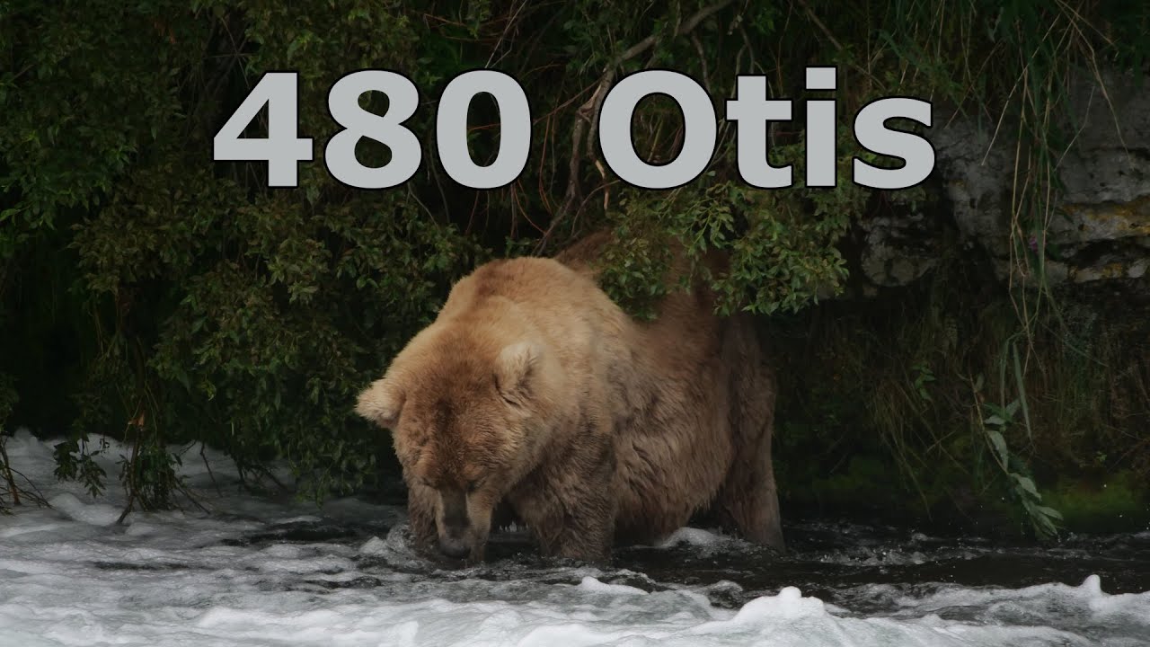 Katmai National Park - Bear 480 Otis