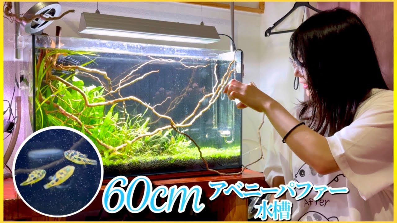 嫁の大好きなアベニーパファーのための水草水槽が遂に完成しました！【夫婦でアクアリウム】