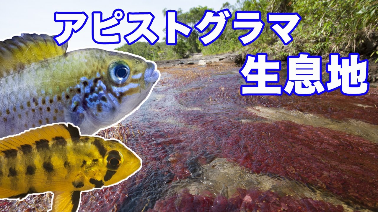 子育て 中の アピストグラマ  アラクリナ を 南米 の 生息地 で 撮影 APISTOGRAMMA
