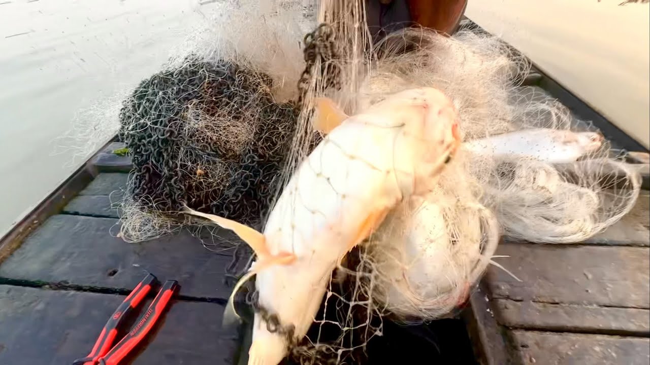 Quăng Chài 3 Màn Bắt Cá Dồ Đém K.h.Ủ.n.g  #fishing #xomchaitv #mientay 