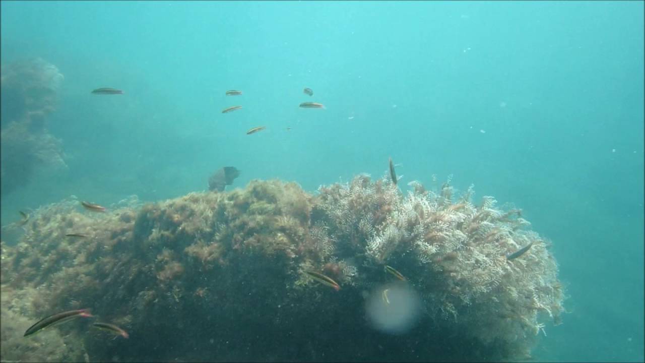 The Fish at Playa Conchal - Costa Rica