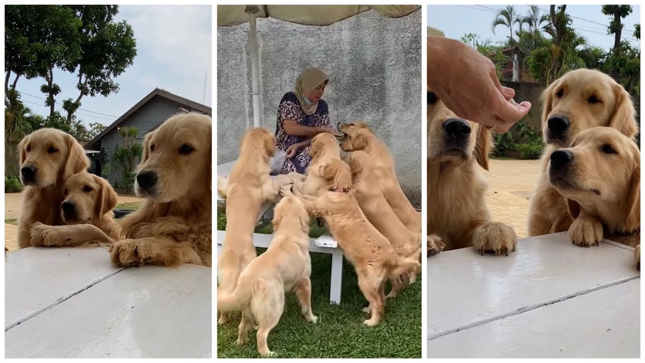 ANABUL MINTA JATAH MAKAN SAMA OMA! The Golden Family LIVE