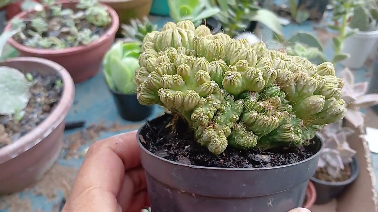 Me digam o que colocamos e o que tiramos da caixa de 1litros #plantas #suculentas 