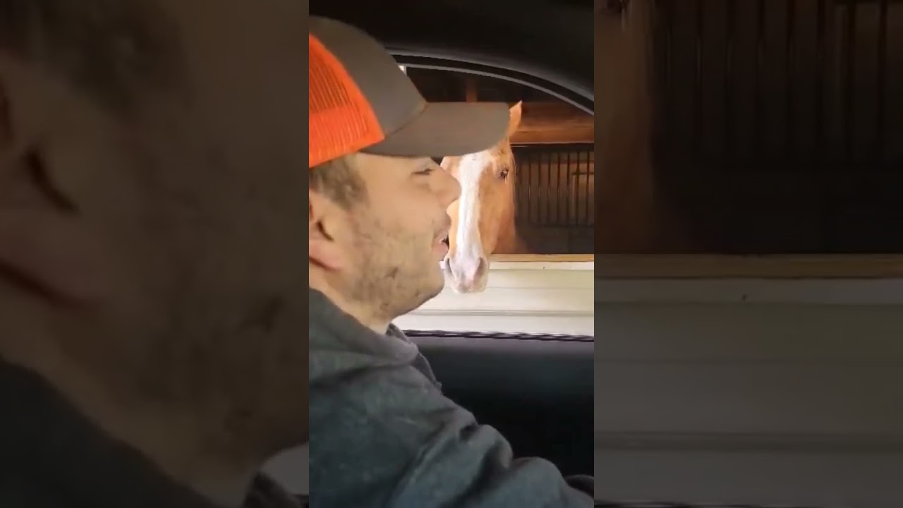 Worst Customer Service 😂😂 #horse #horsetraining #funny #horses #shorts