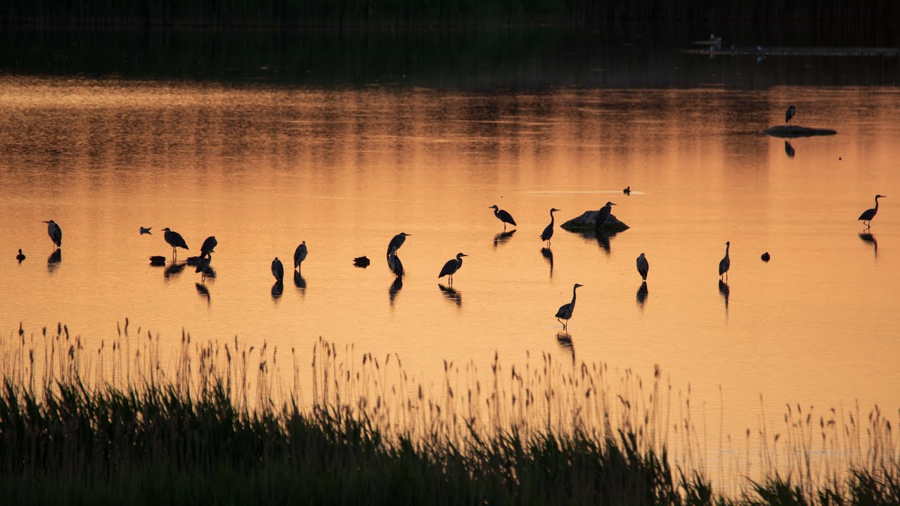 SUMMER IN HIIUMAA | Estonian nature scenery