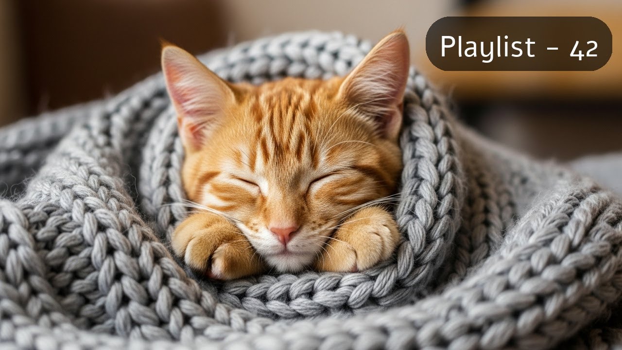 [Track - 42] Soft Piano Sounds with a Sleeping Kitten
