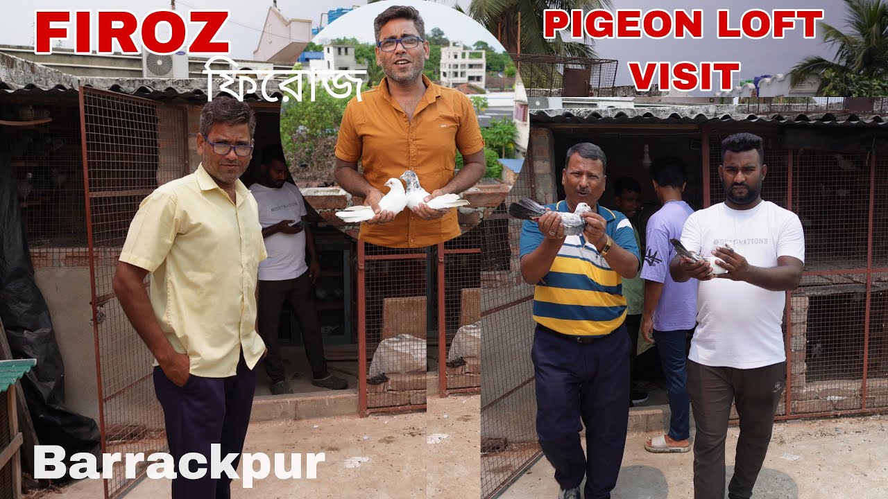 FIROZSHAKOR PIGEON LOFT VIISIT AT BARRACKPUR , NORTH 24 PARGANAS - 6289252762