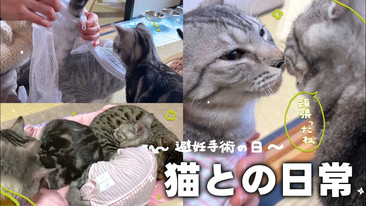 【避妊手術を頑張った日】 つやちゃんが手術を終えて無事帰ってきた後、心打たれる場面に出会いました🌼