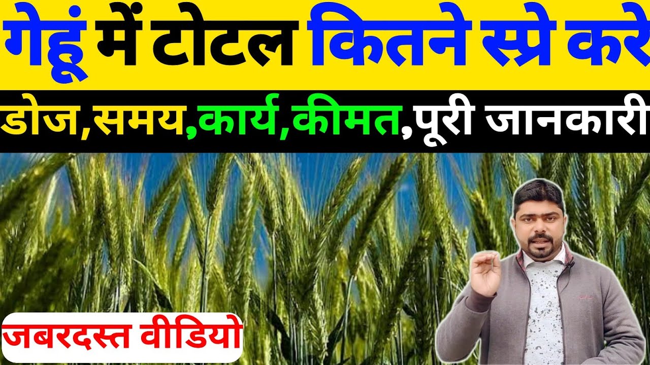 गेहूं में टोटल कितने स्प्रे करें।। गेहूं में कब-कब और कितने स्प्रे करें ।। गेहूं में स्प्रे कब करे