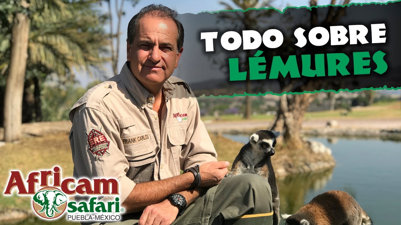 ¡CONOCE TODO SOBRE LÉMURES! Con Frank Camacho desde Africam Safari en Puebla