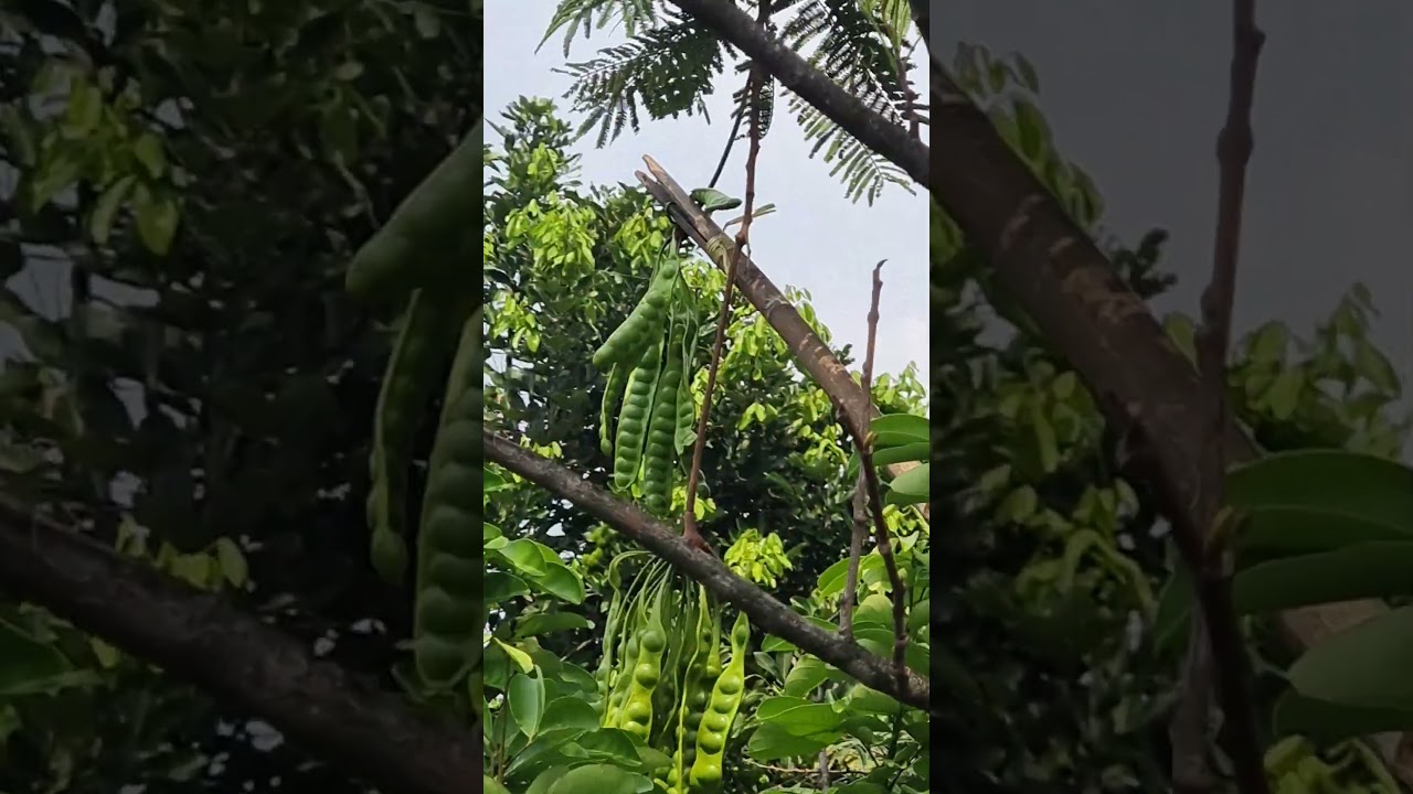 Beginilah Cara Metik Petai di Kebun🌿
