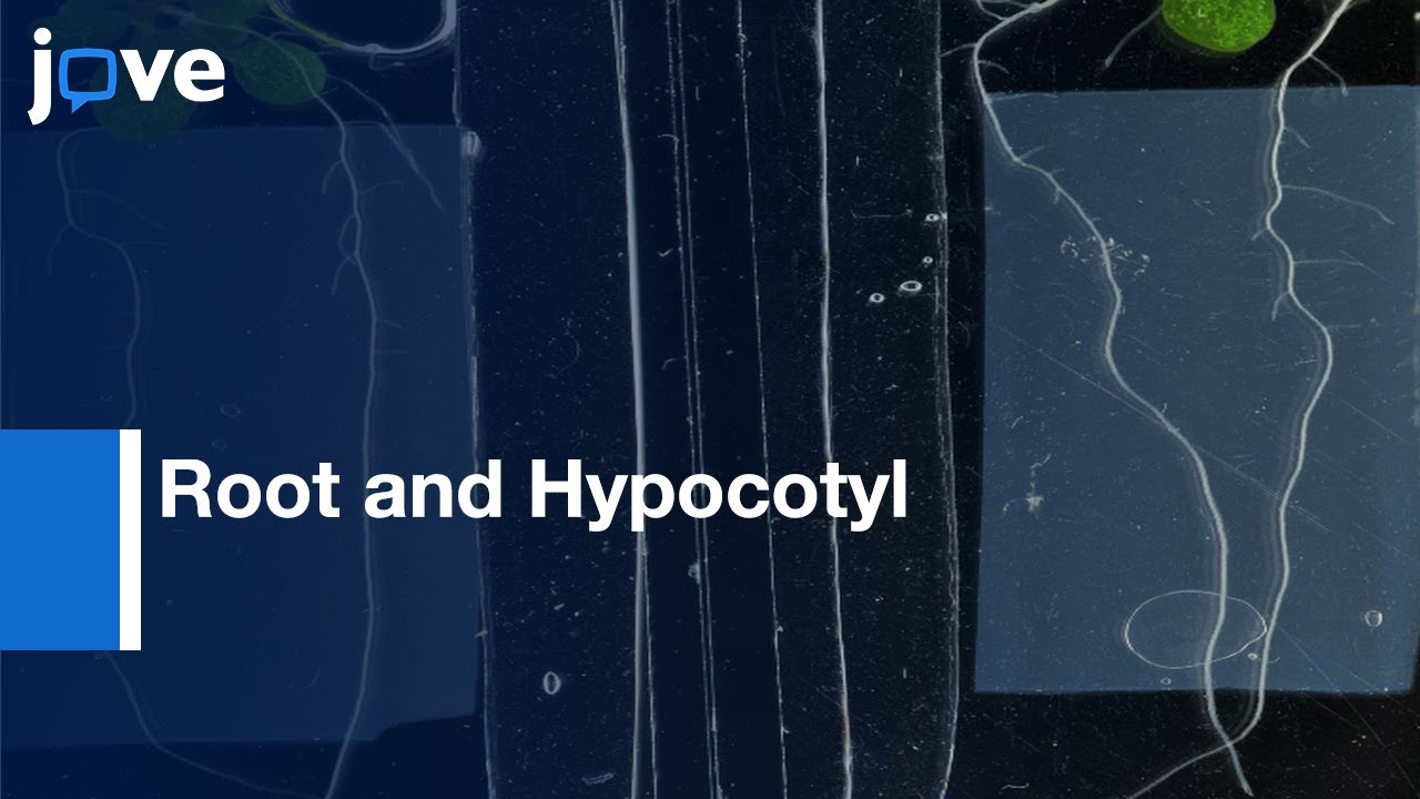 Confocal Imaging of Root and Hypocotyl Development | Protocol Preview