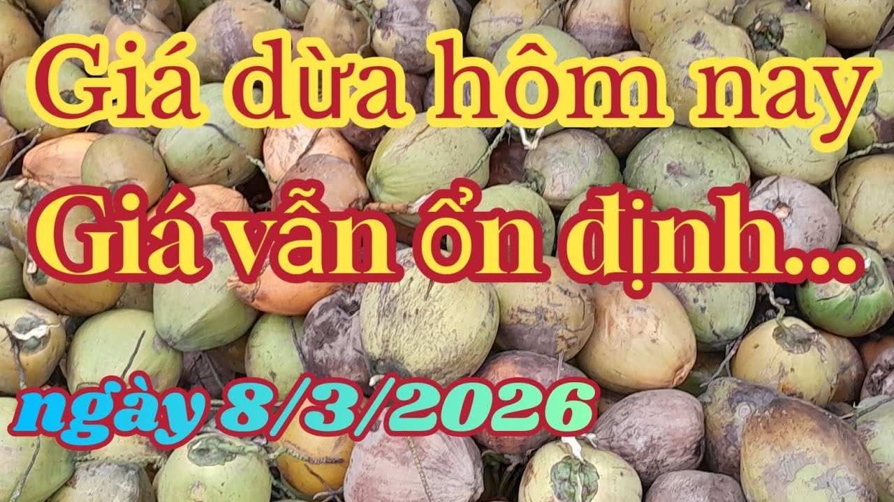 Giá dừa ổn định, dừa sẽ tăng trở lại...