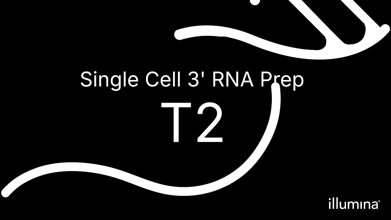 Illumina Single Cell 3' RNA Prep, T2 Workflow