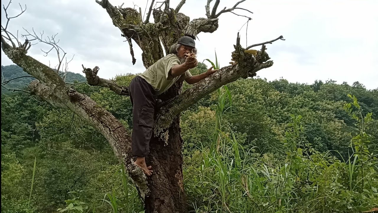 MBAH JENGGOT MERAIIH JAMUR LOTT.!!!