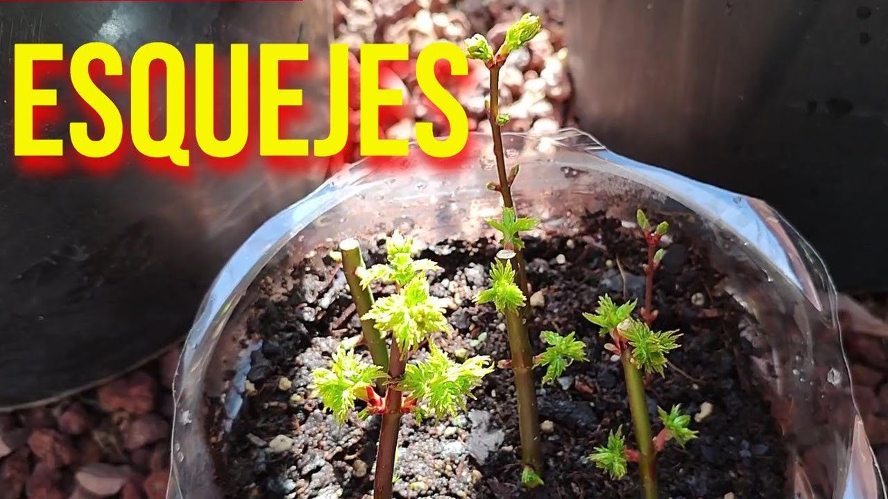 Cómo hago Esquejes de Acer Palmatum Deshojo - BONSAI