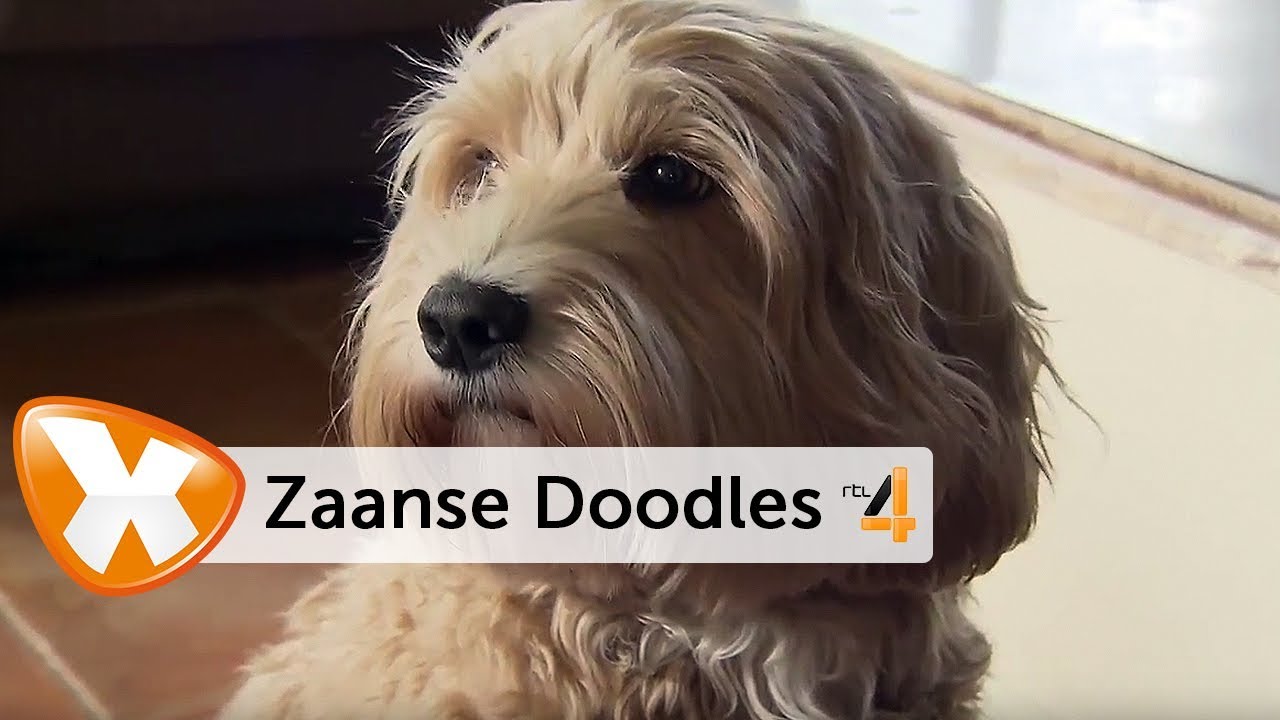 Zaanse Doodles in Lifestyle Experience op RTL4