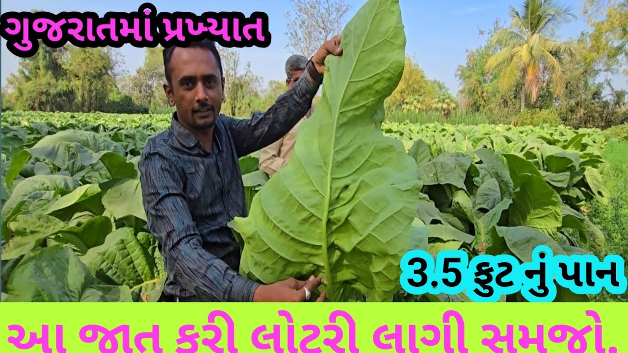 તમાકુની ખેતી  || 3.5 ફુટ નું પાન || 80 મન નો ઉતારો || 9909887736 || Tobeco farming 