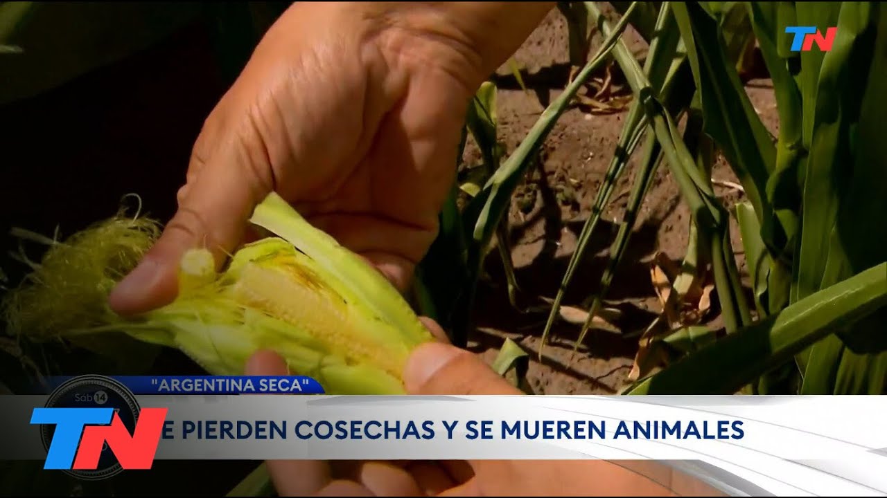 ARGENTINA SECA I Se perdieron cosechas enteras y miles de animales