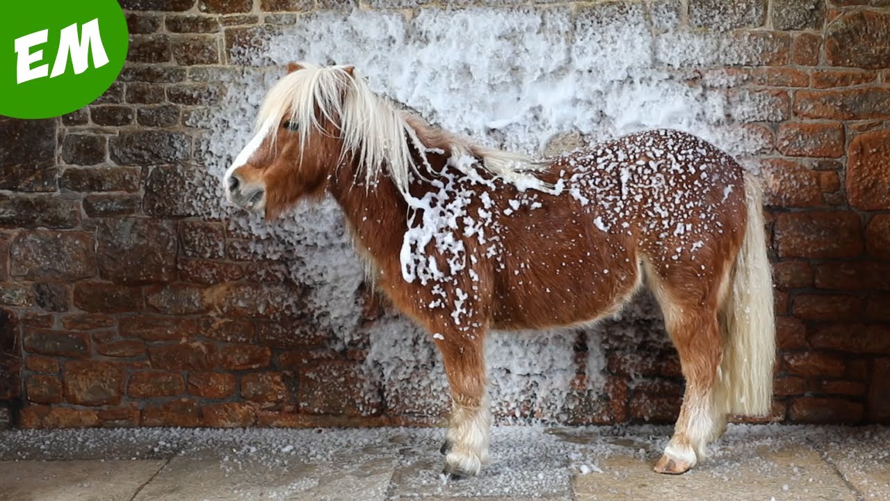 NEVER trust a clever pony with a Snow Machine! | CHRISTMAS Ad 2021 🎄