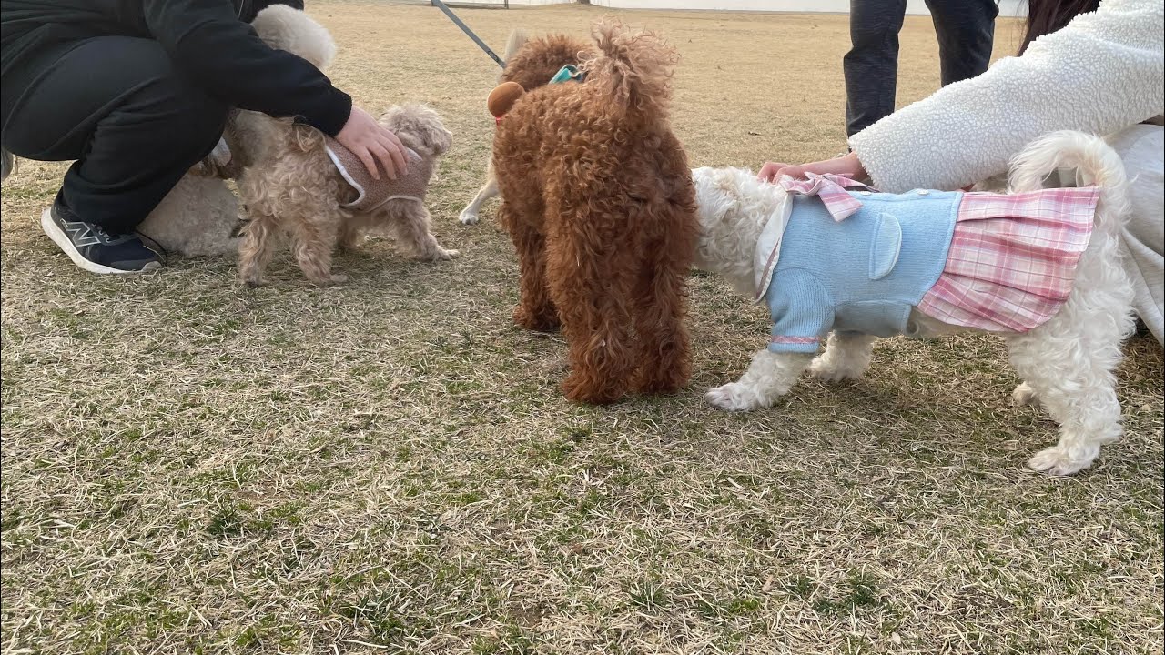 99. 참을 만큼 참았다😡 | 10살 강아지 건강검진 | 급만남은 즐거워 🐶 