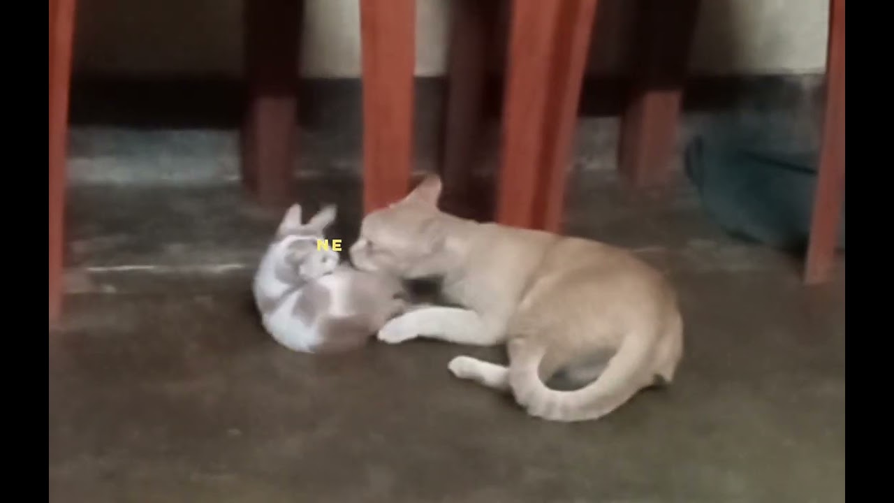 Mother's Love
