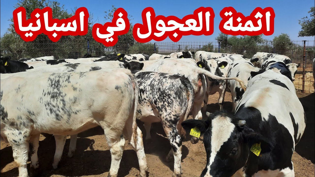 اثمنة العجول في اسبانيا على حسب السلالة والاوزان
