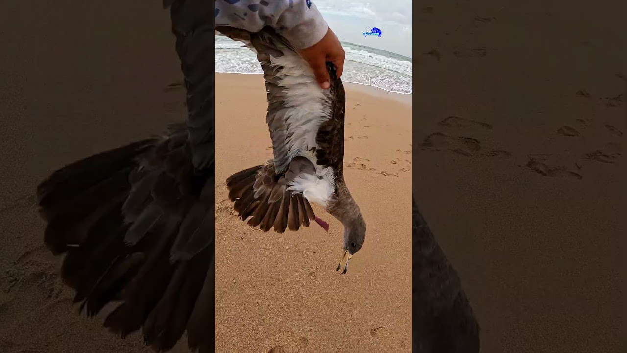 طائر إشتبك مع خيط الصنارة