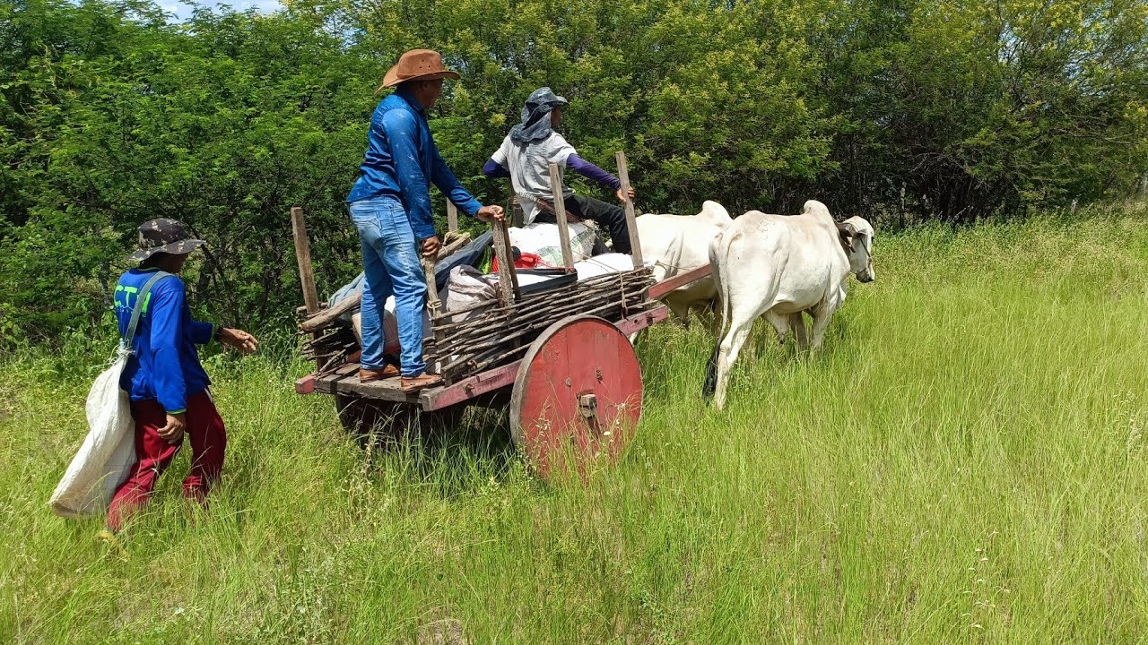 VISITANDO AGRICULTORES NO SÍTIO CHOCALHO DE SERRA TALHADA PERNAMBUCO. VEJA O CARRO DE BOI NO SERTÃO.