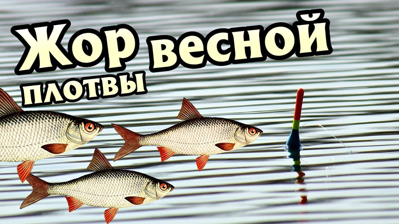Когда начинается весенний жор плотвы? Когда массово начнет клевать плотва весной?