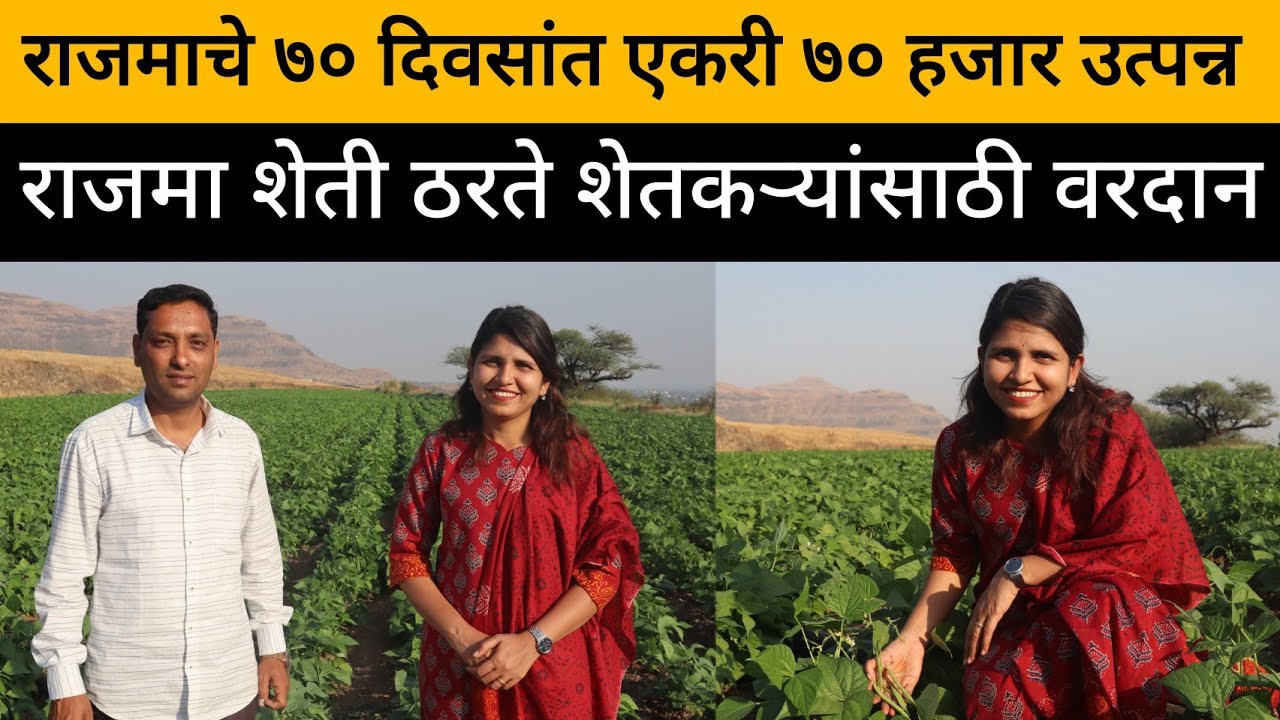 राजमा शेती | एकरी ७० दिवसात ७० हजार कमाई | कमी भांडवलात शेती | Kidney Beans Farming | Kavyaaa's Vlog
