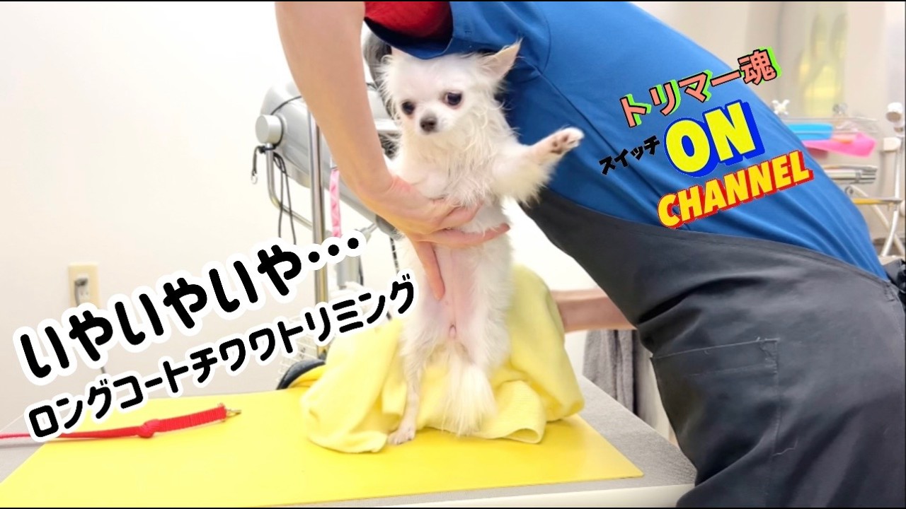チワワ初めてのトリミング。乾かしで大パニック‼︎ この可愛いさから想像出来ない！