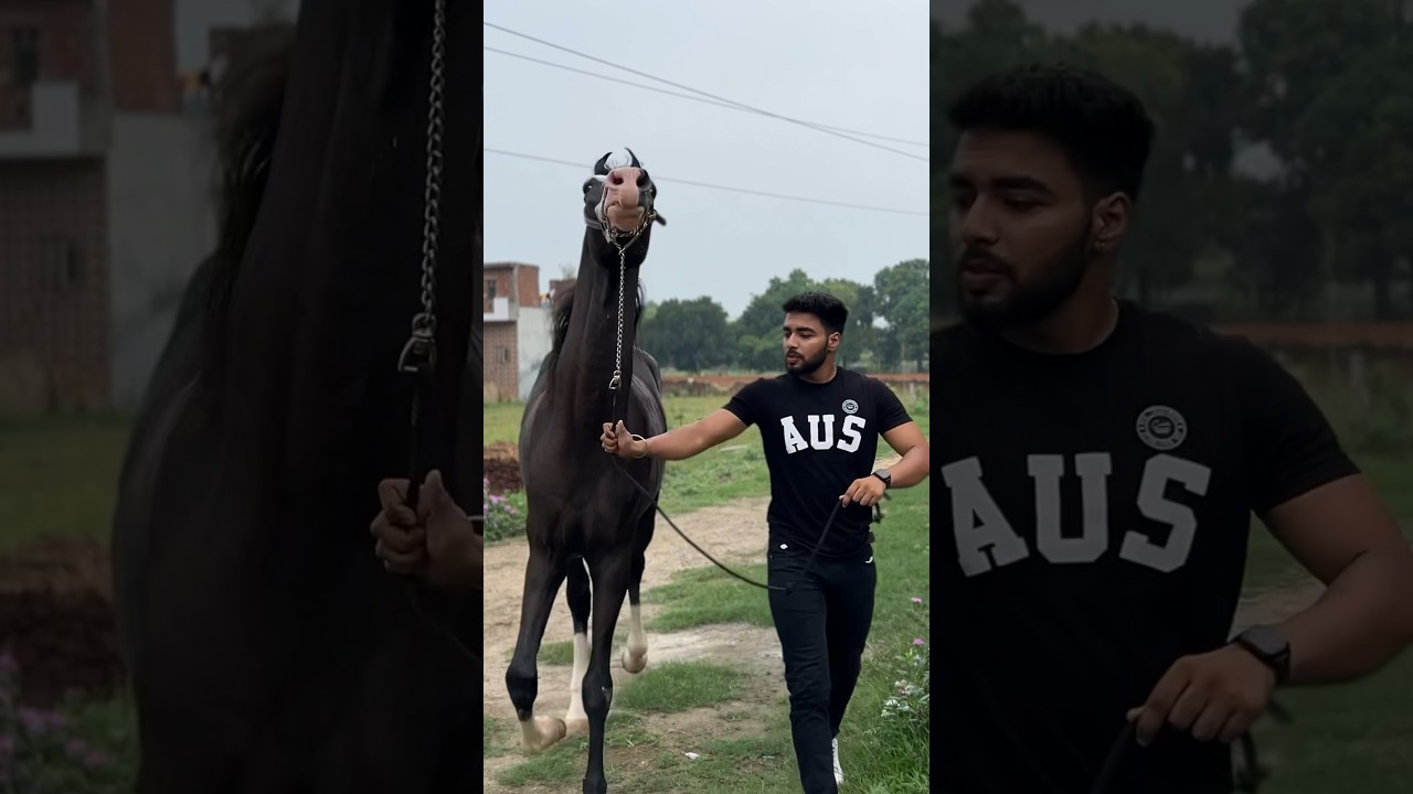 NEW Horse Aagya Finally 🙏🏻❤️