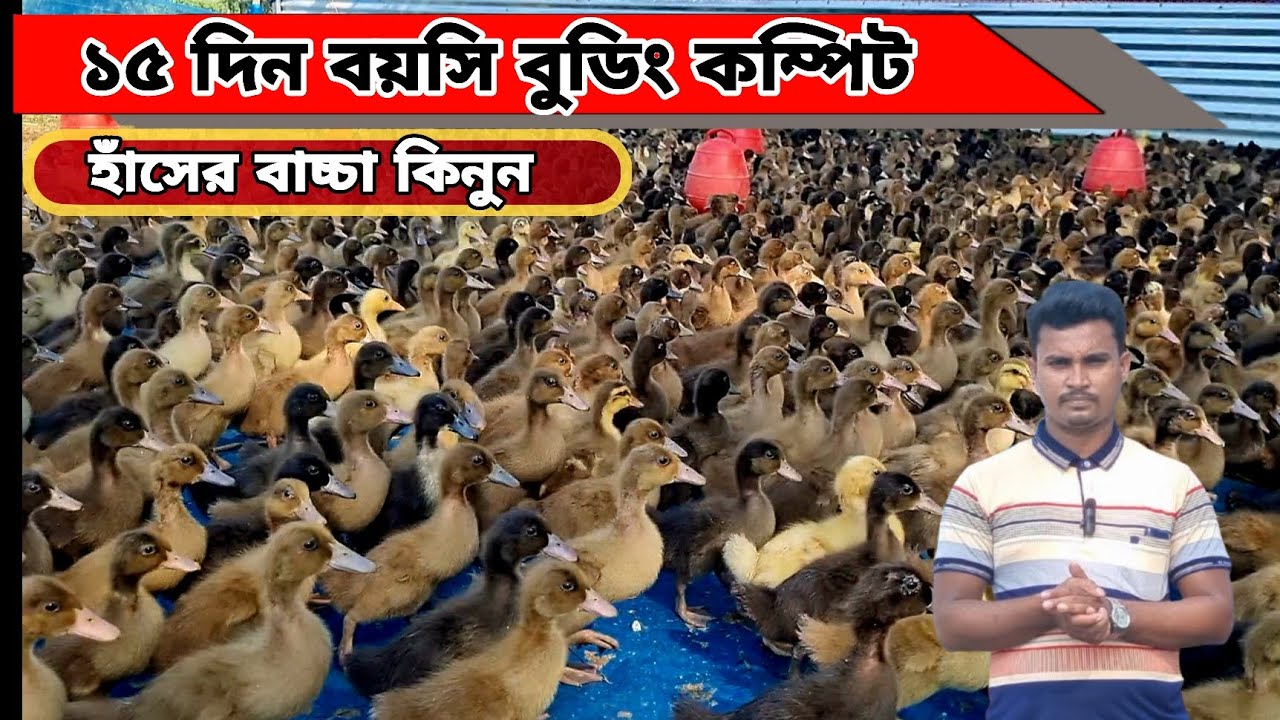 ১৫ দিন বয়সি বুডিং কম্পিট করা হাঁসের বাচ্চা কিনুন। বিসমিল্লাহ হাঁসের খামার থেকে