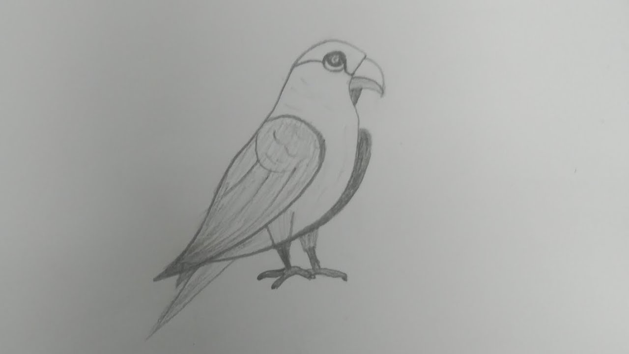 Parrot drawing #easyartgallery #art #easydrawing 