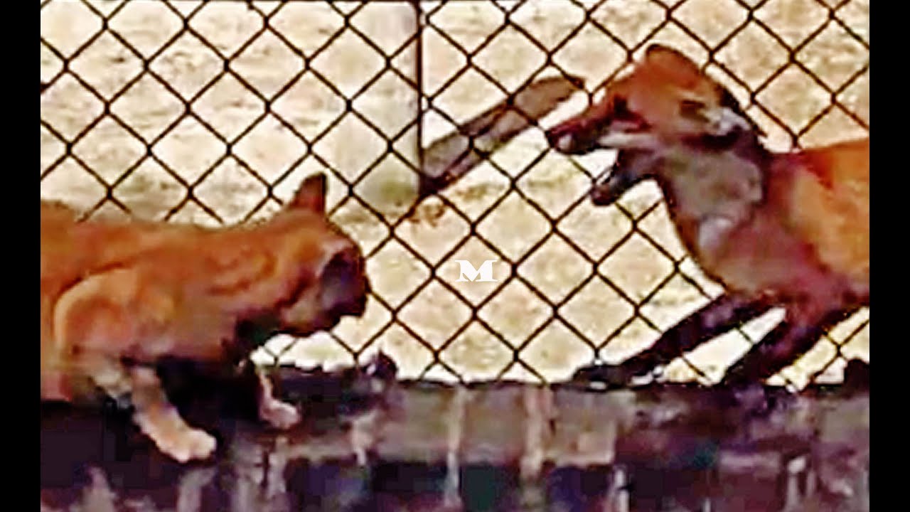 Cat vs Fox