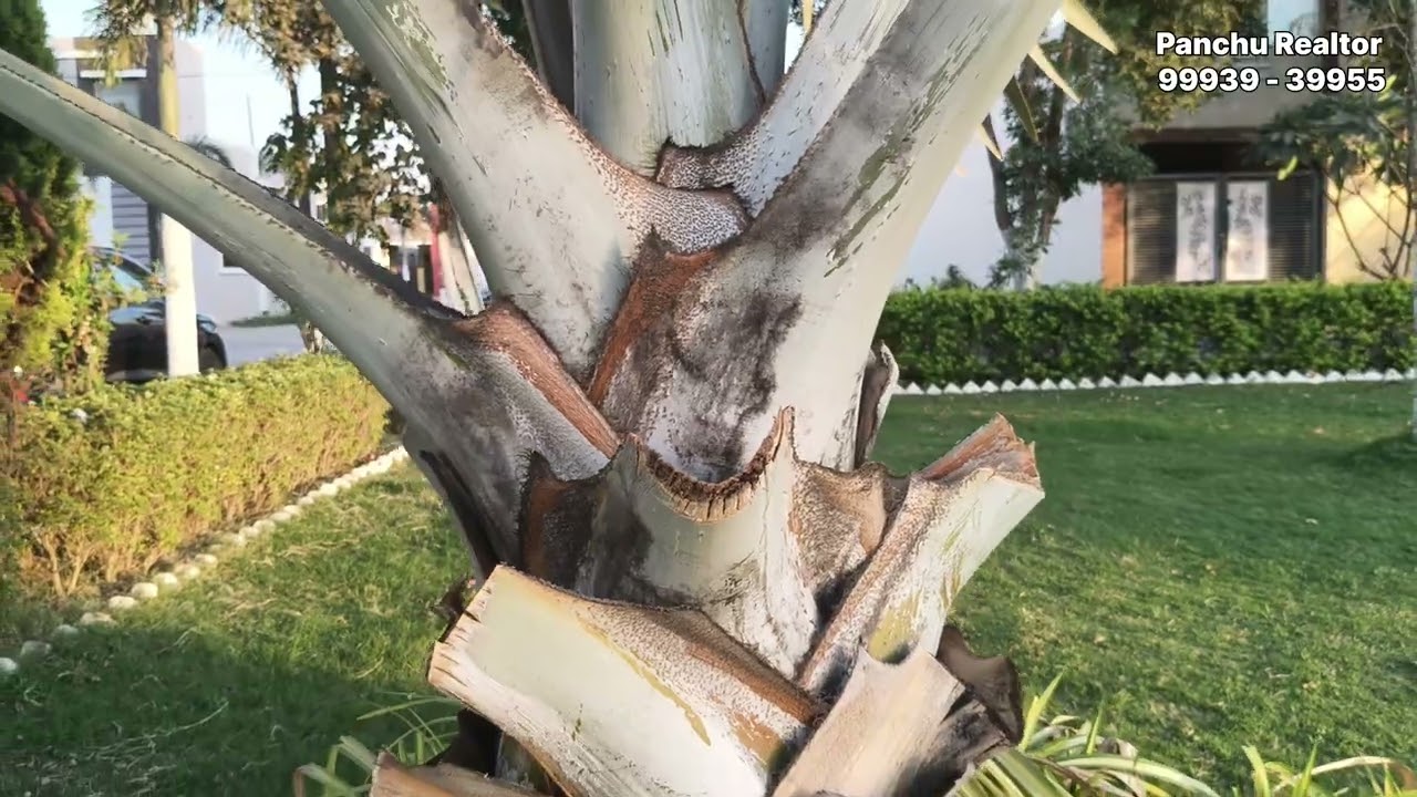 Anand Niketan TNC Colony Torwa Deorikhurd Bilaspur CG | a peaceful and beautiful colony for you 🏡😍🤝