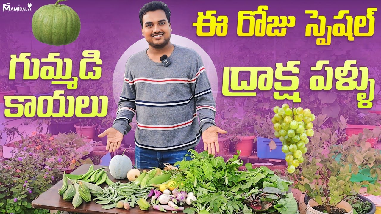 Harvesting Vegetables from our garden ఈరోజు స్పెషల్ గుమ్మడి కాయలు, ద్రాక్షా పళ్ళు