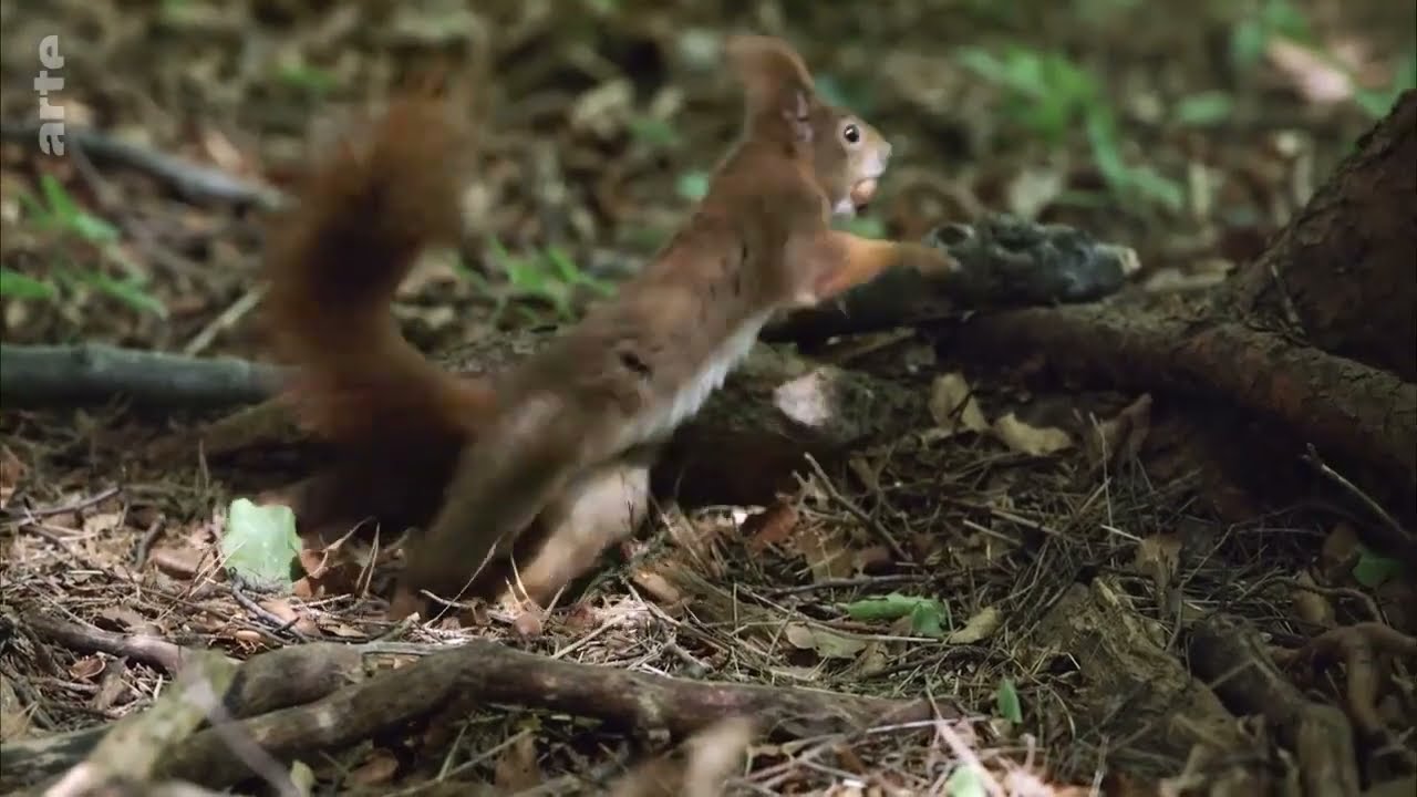 &Eacute;cureuils, les acrobates de la for&ecirc;t