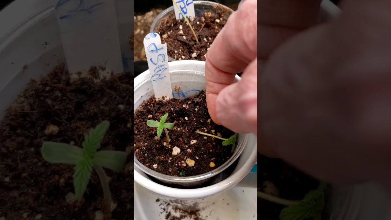 B4 the transplant shows how i check things in 2x2x4 aci tent boomer learning to grow series