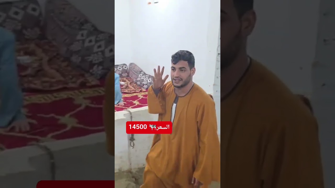 رجاله اسيوط الطيبه مع الحاج حماده ابو الحاج اسمع السعر الصح السعر 14500 01022537846@01091804998
