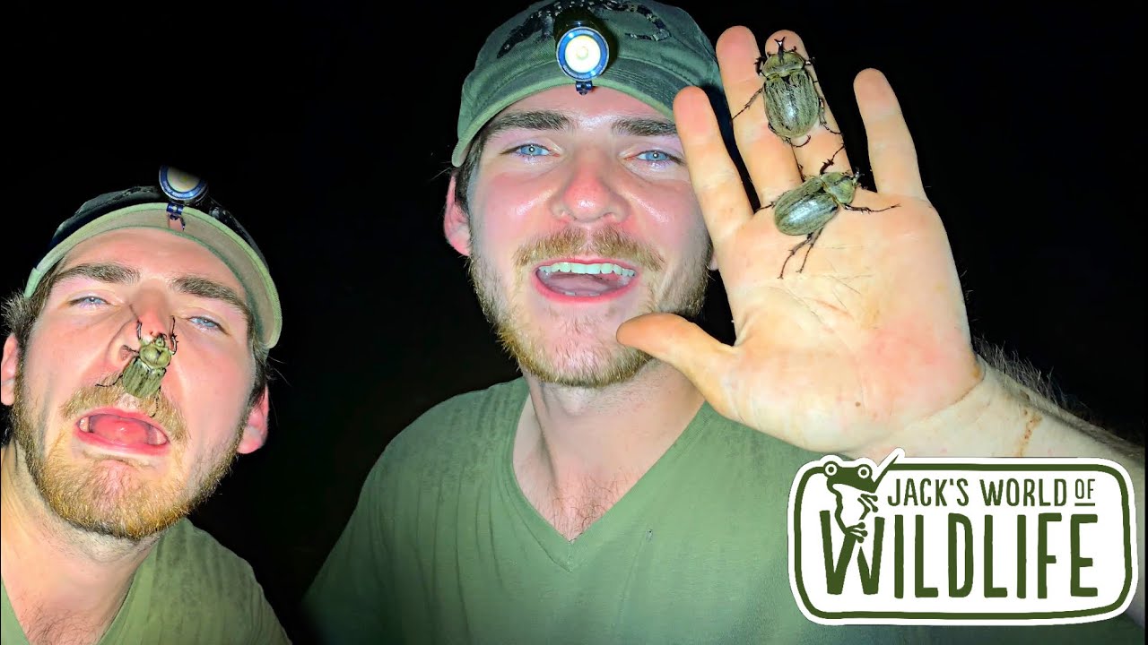 I CAUGHT the RAREST ELEPHANT BEETLE in Texas! Megasoma vogti