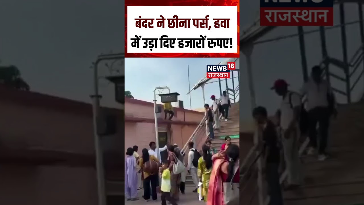 Kota Viral Video : बंदर ने महिला से छीना पैसों से भरा पर्स | Viral | Latest Video | Breaking News