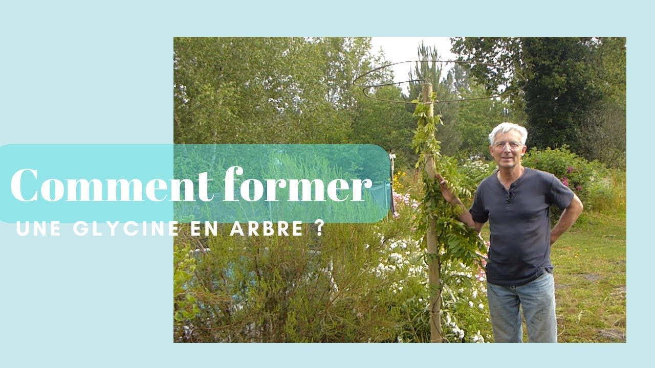 Comment former une glycine (Wisteria) en arbre ? - Monjardindansleslandes