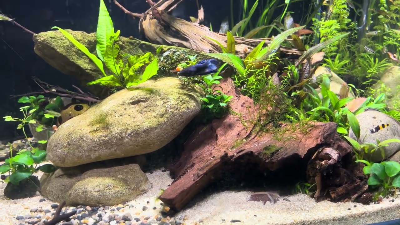25 gallon freshwater tank “Olumo Rock” two and a half months after setup -  January 18, 2026