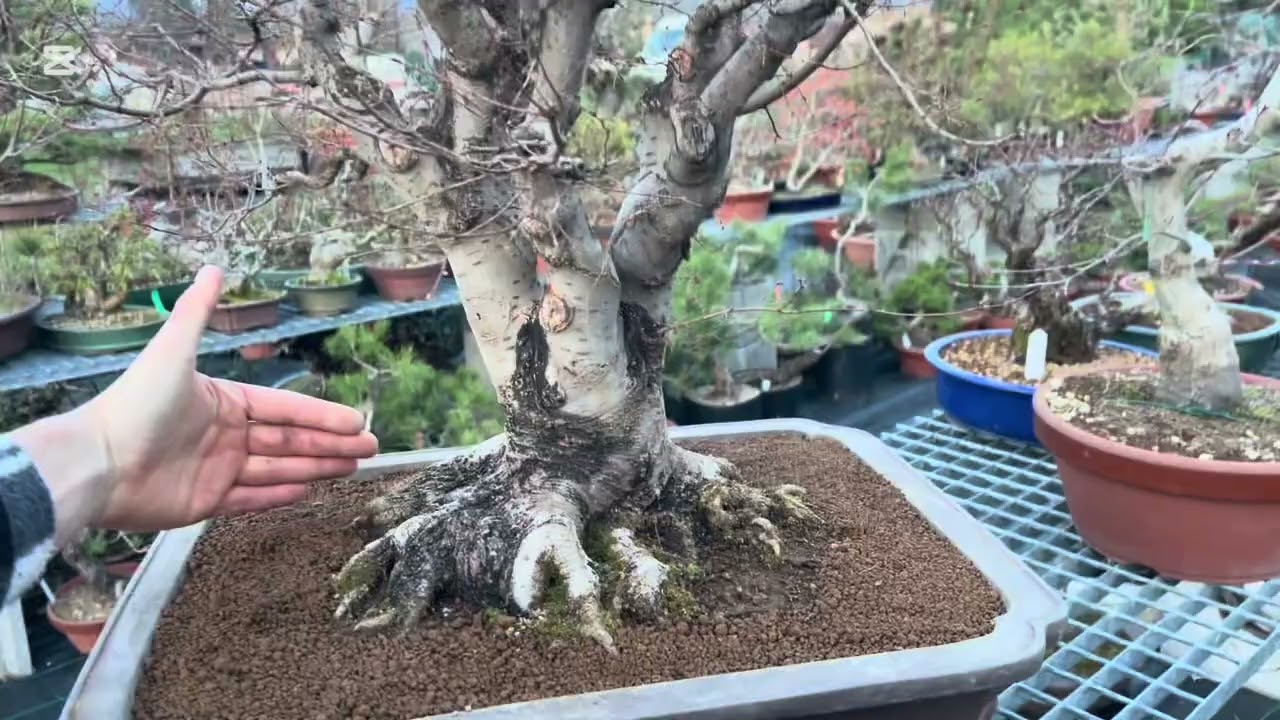 Zelkova 26-690