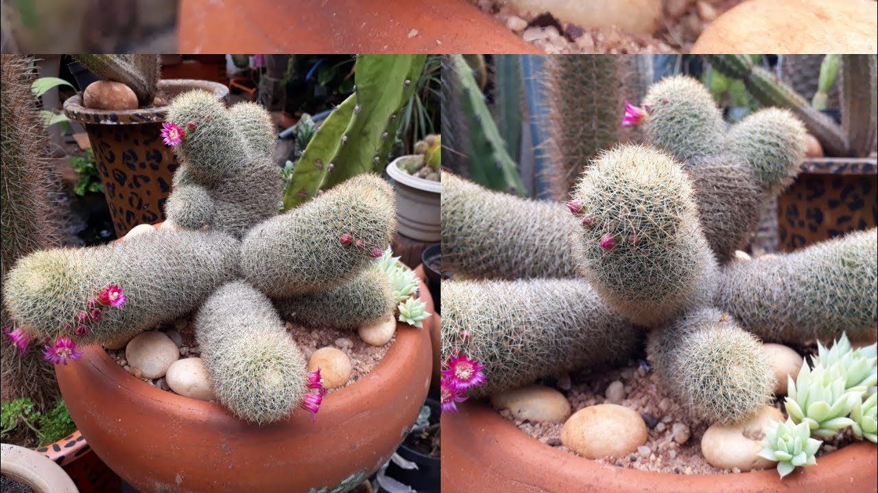 Cactos em Forma de Colônias/ CACTOS de Muito fácil o cultivo!