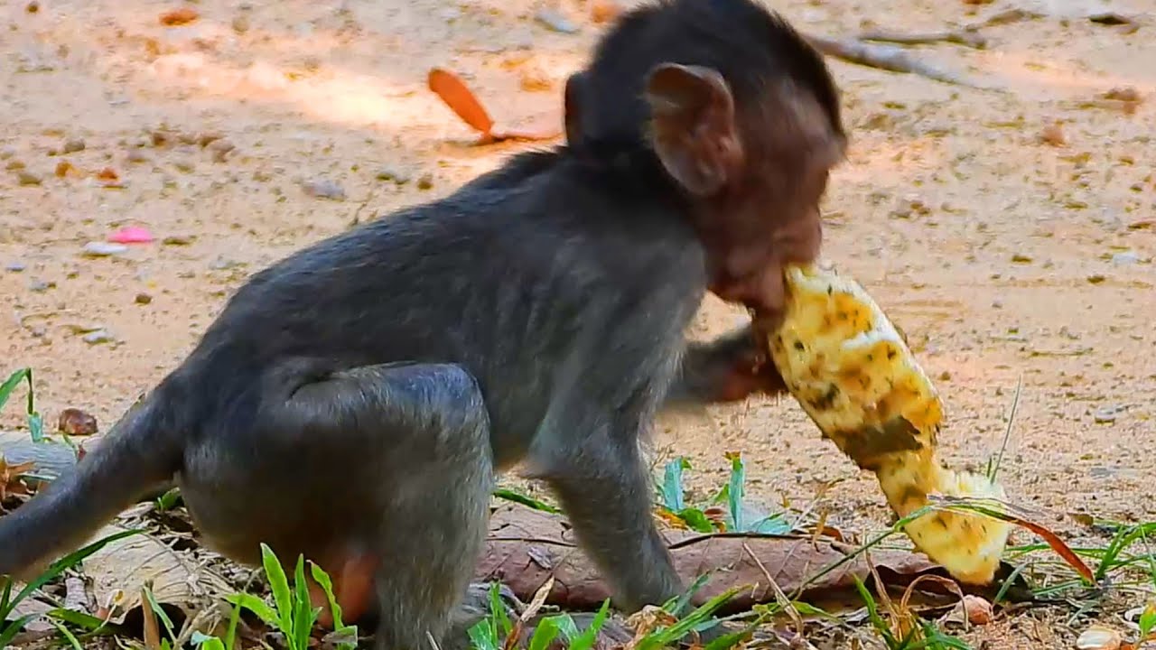 Busy Monkey Exploring for Fruit Along the Path